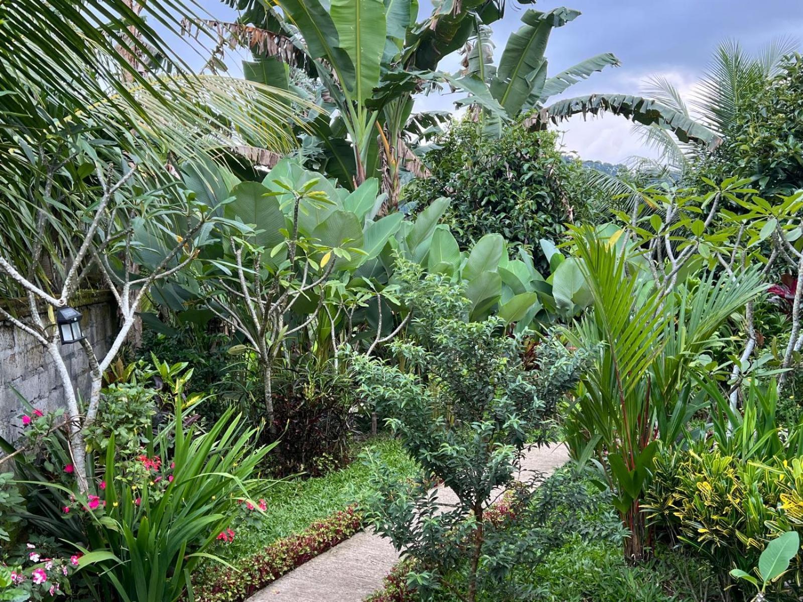 Buntera * Sidemen (Bali)
